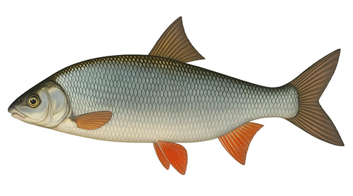 Common nase - Fishing Baron game