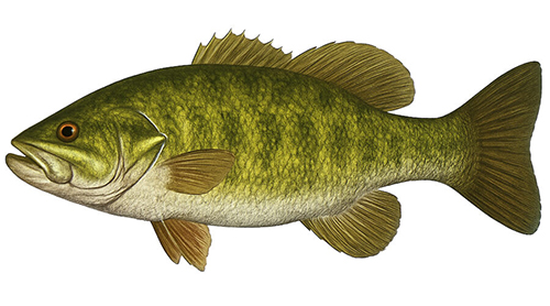 Smallmouth Bass - Fishing Baron game