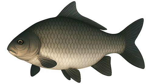 Smallmouth Buffalo - Fishing Baron game