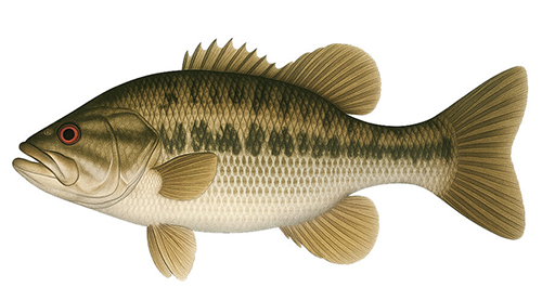 Spotted Bass - Fishing Baron game