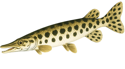 Spotted Gar - Fishing Baron game