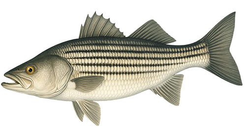 Striped Bass - Fishing Baron game