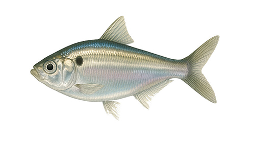 Threadfin Shad - Fishing Baron game