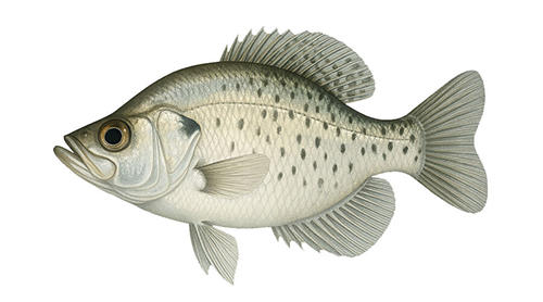 White Crappie - Fishing Baron game