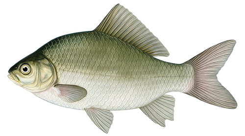 Prussian carp - Fishing Baron game