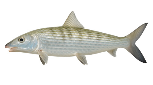 Bonefish - Fishing Baron game
