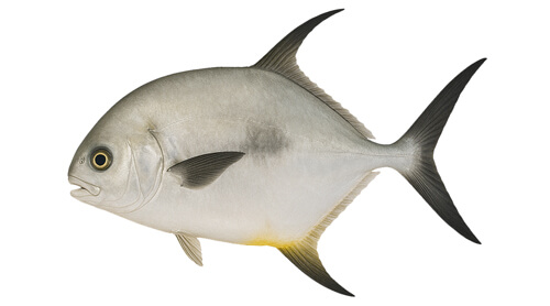 Permit - Fishing Baron game