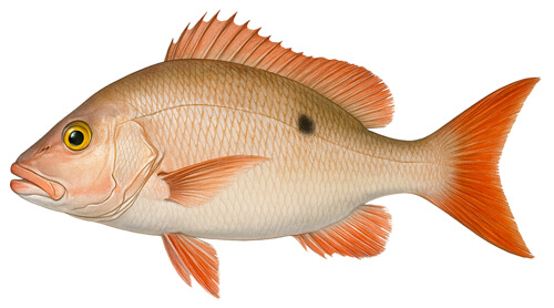 Mutton Snapper - Fishing Baron game