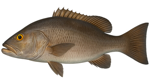 Cubera Snapper - Fishing Baron game