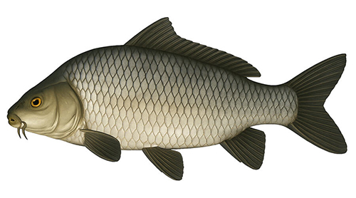 Common carp - Fishing Baron game