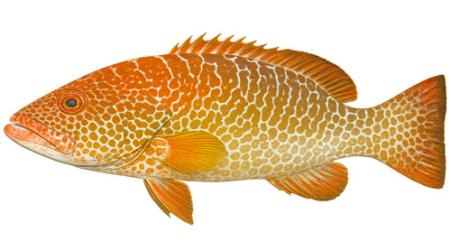 Tiger Grouper - Fishing Baron game
