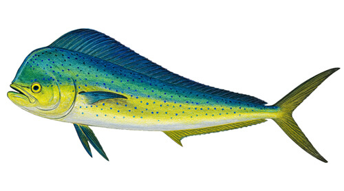 Mahi-mahi - Fishing Baron game