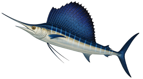 Sailfish - Fishing Baron game