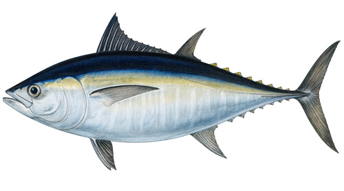 Blackfin Tuna - Fishing Baron game