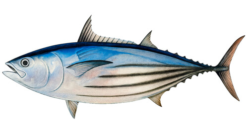 Skipjack Tuna - Fishing Baron game