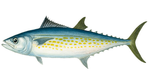 Cero Mackerel - Fishing Baron game
