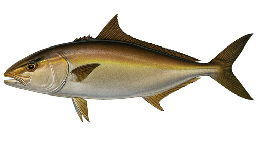 Almaco Jack - Fishing Baron game