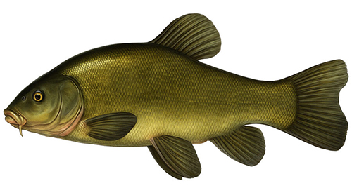 Tench - Fishing Baron game