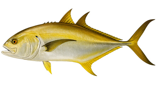 Crevalle Jack - Fishing Baron game