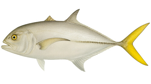 Horse-eye Jack - Fishing Baron game