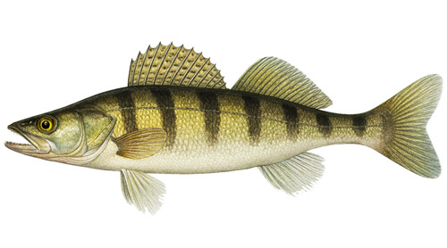 Volga Pikeperch - Fishing Baron game
