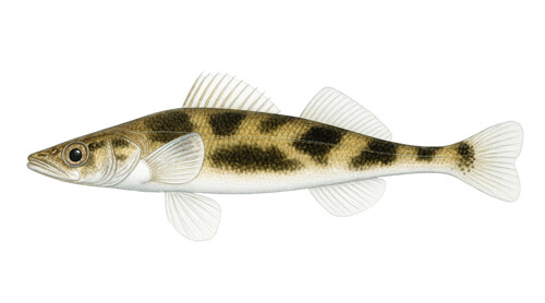 Zingel - Fishing Baron game