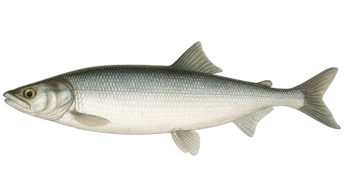 Beloribitsa - Fishing Baron game