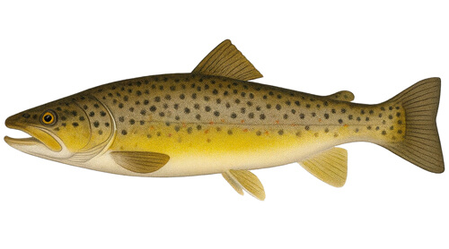 Marble Trout - Fishing Baron game