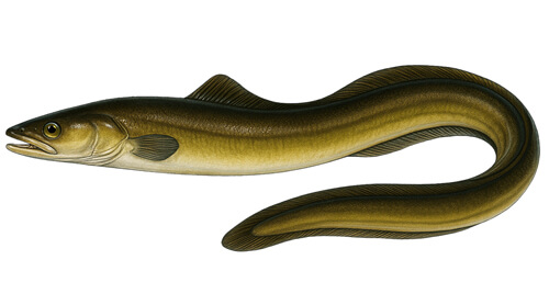 European Eel - Fishing Baron game