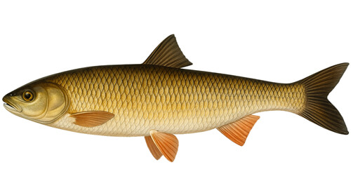 Black Sea Roach - Fishing Baron game