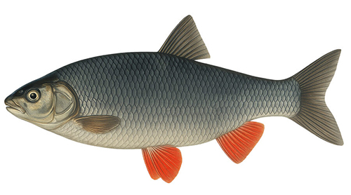 Common chub - Fishing Baron game