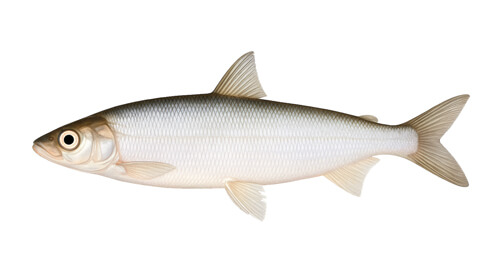 Vendace - Fishing Baron game