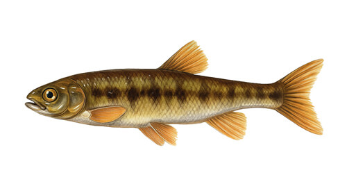 Eurasian Minnow - Fishing Baron game