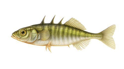 Three-spined Stickleback - Fishing Baron game