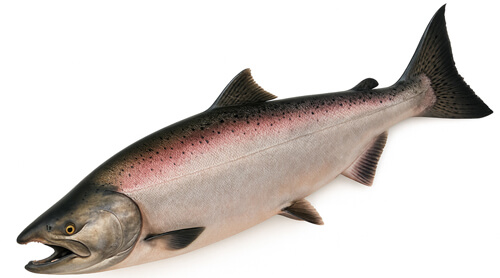 Salmón real - Fishing Baron game