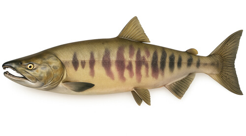 Salmón chum - Fishing Baron game