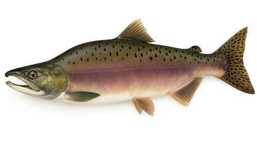 Salmón rosado - Fishing Baron game