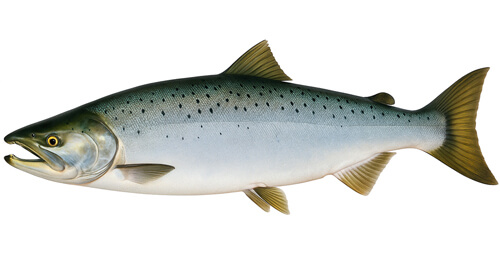 Salmón plateado - Fishing Baron game