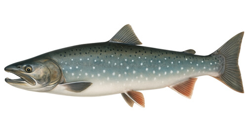 Dolly Varden - Fishing Baron game