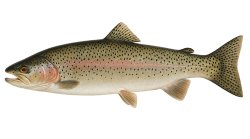 Trucha de lago - Fishing Baron game