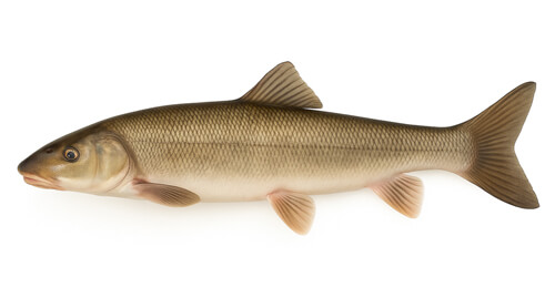 Pez longnose sucker - Fishing Baron game