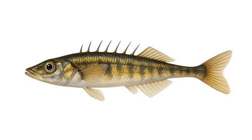 Espinoso de nueve espinas - Fishing Baron game