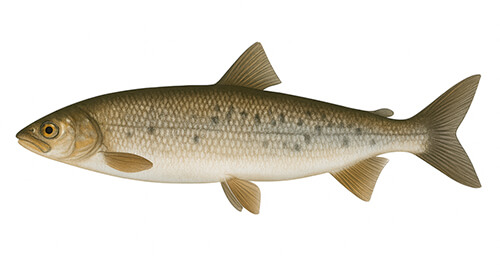 Whitefish redondo - Fishing Baron game