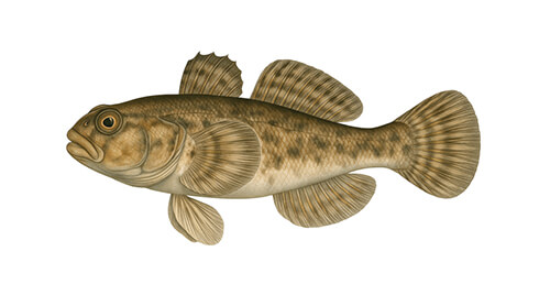 Sculpin baboso - Fishing Baron game