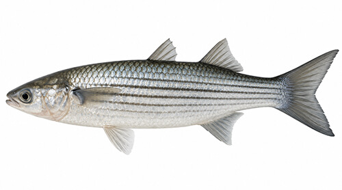 Кефаль - Fishing Baron game