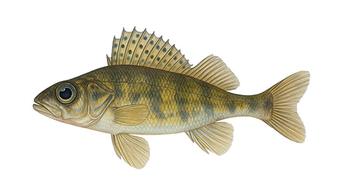Ruffe - Fishing Baron game