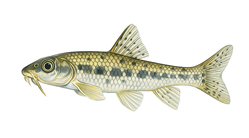 Gudgeon - Fishing Baron game