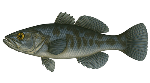 Chinese sleeper - Fishing Baron game
