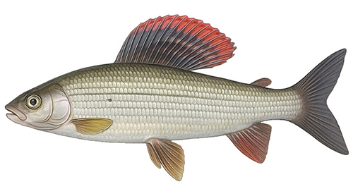 Grayling - Fishing Baron game