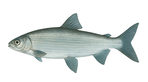 Arctic cisco - Fishing Baron game